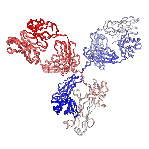 IL3RA/CD123 Antibody - Syd Labs